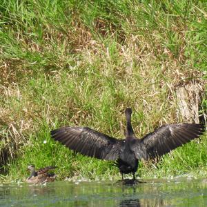 Double-crested Cormorant