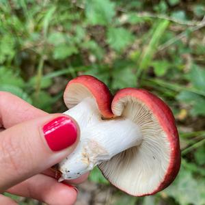 Tall Russula