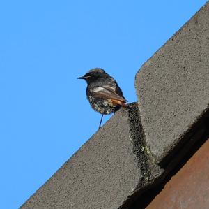 Black Redstart