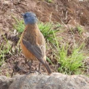 Cape Rock-thrush