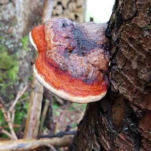 Red-belted Polypore