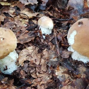 King Bolete