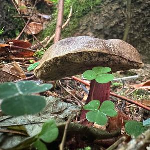 Red-cracked Bolete