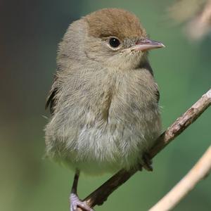 Blackcap