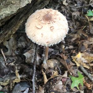 Shaggy Parasol