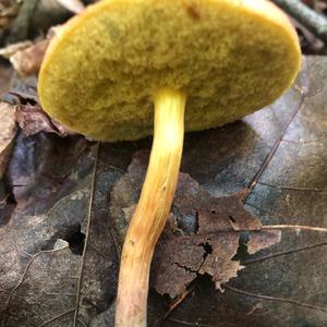 Red-cracked Bolete