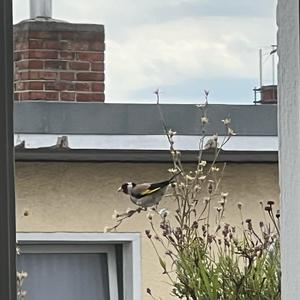 European Goldfinch