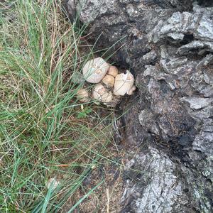 Coprinus auricomus