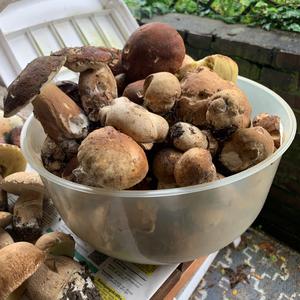 Summer Bolete