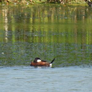 Ruddy Duck