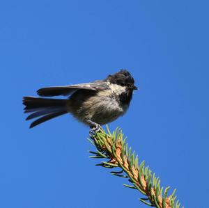 Coal Tit