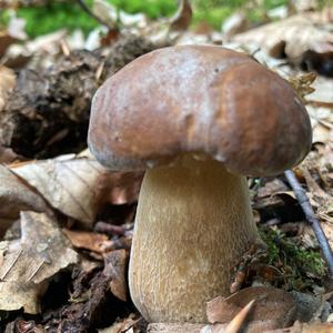 King Bolete