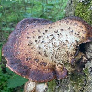 Dryad`s Saddle