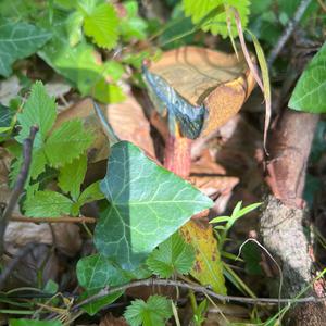 Lurid Bolete