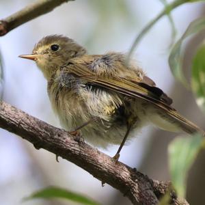 Common Chiffchaff