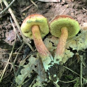 Red-cracked Bolete