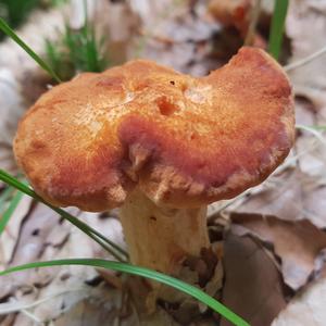 Hedgehog Fungus, Common