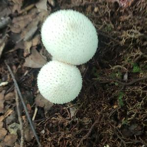 Spiny Puffball