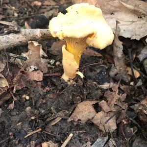 Chanterelle, Common