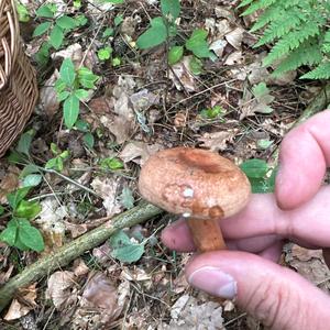 Oak Milk Cap