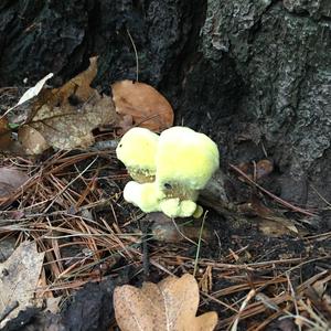 Pine Dye Polypore