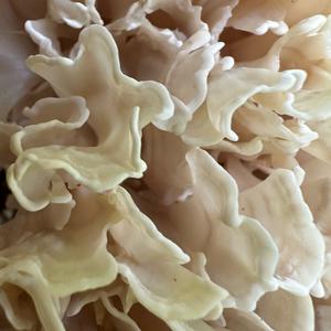 Rooting Cauliflower Mushroom