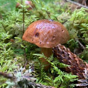 Bay Bolete