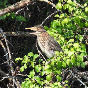 Green Heron