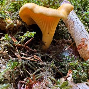 Chanterelle, Common