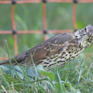 Song Thrush