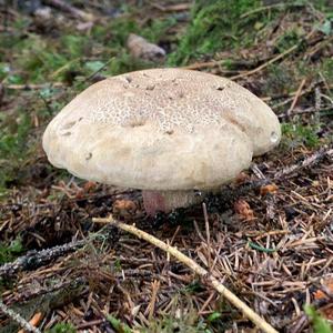 Scarlet-stemmed Bolete