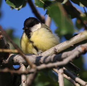 Great Tit