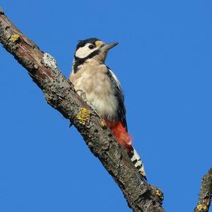 Great Spotted Woodpecker