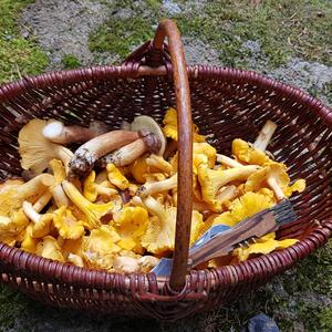 Chanterelle, Common