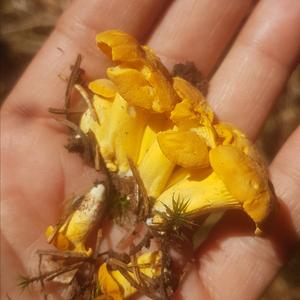 Chanterelle, Common