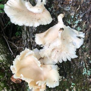 Oyster Mushroom