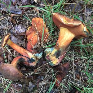 Dotted-stem Bolete