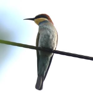 European Bee-eater