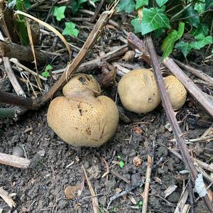 Stump Puffball