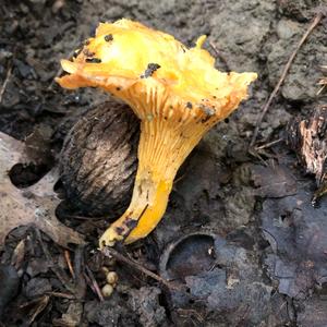 Chanterelle, Common