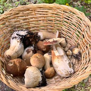 King Bolete