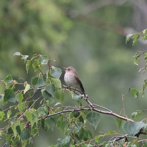 Spotted Flycatcher