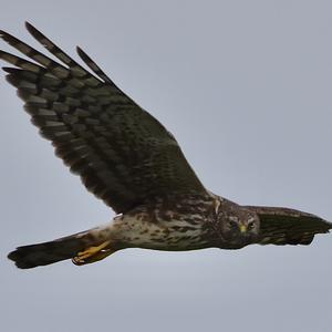 Northern Harrier