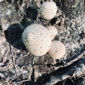 Gem-studded Puffball