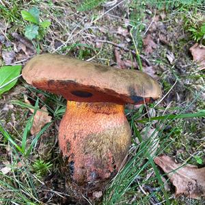 Lurid Bolete