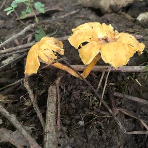 Chanterelle, Common