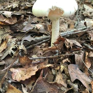 Destroying Angel