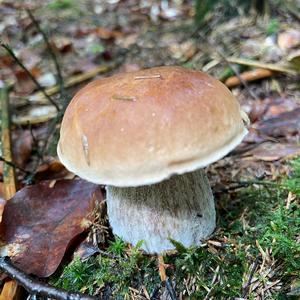 King Bolete