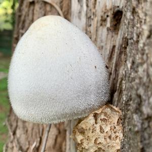 Unknown Species