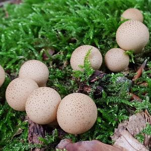 Stump Puffball